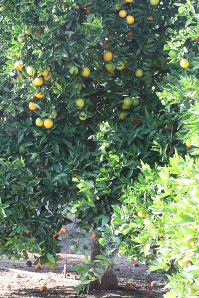            Habit (Riverside, CA)   